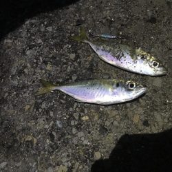 夕マヅメにジグサビキ